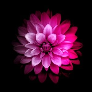 Meet your Posher, Jeannie